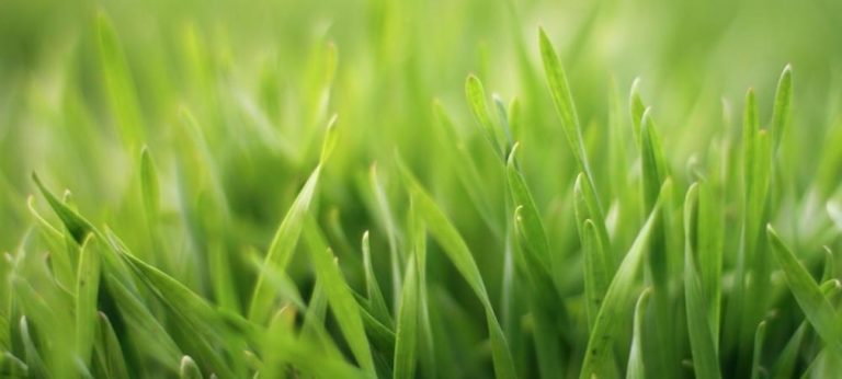 Summer Lawn